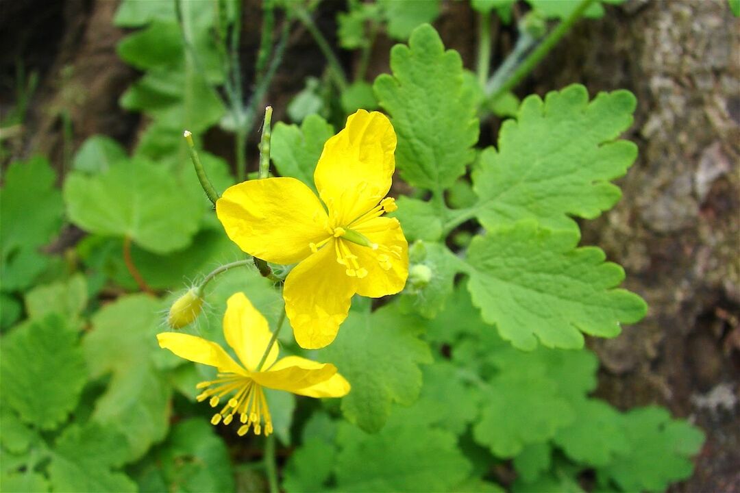 Celandine - an effective folk remedy for athlete's foot