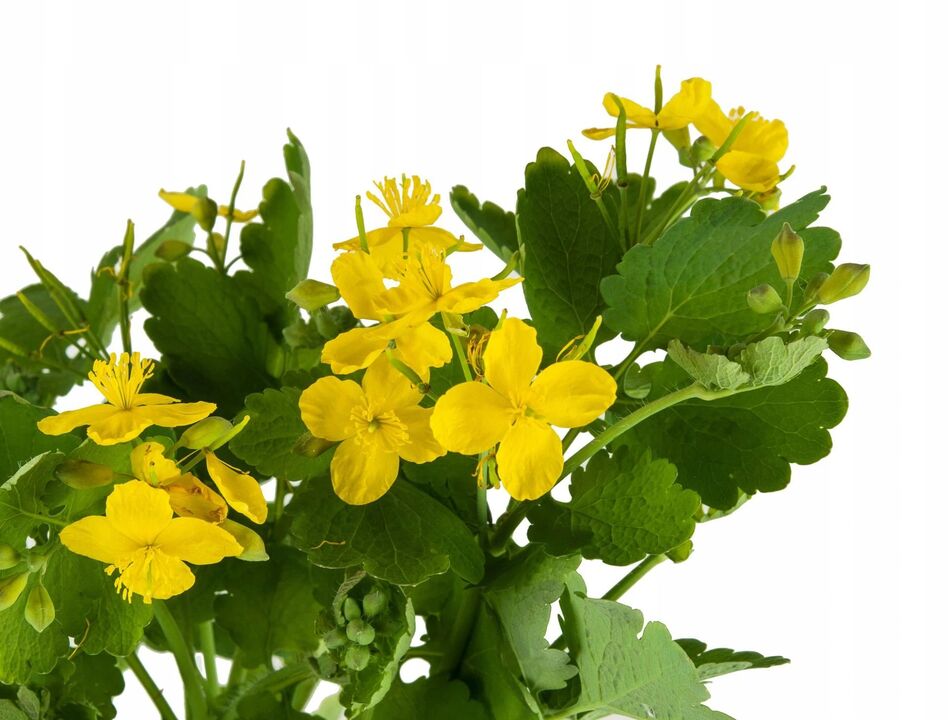 Celandine against fungi