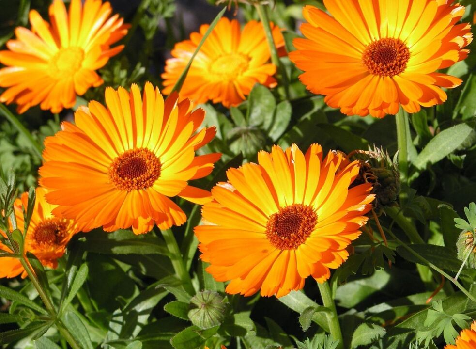 Calendula - a folk remedy for getting rid of fungus on the legs