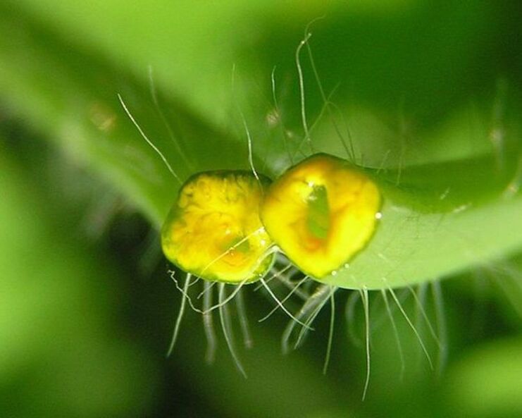 Celandine used to treat nail fungus